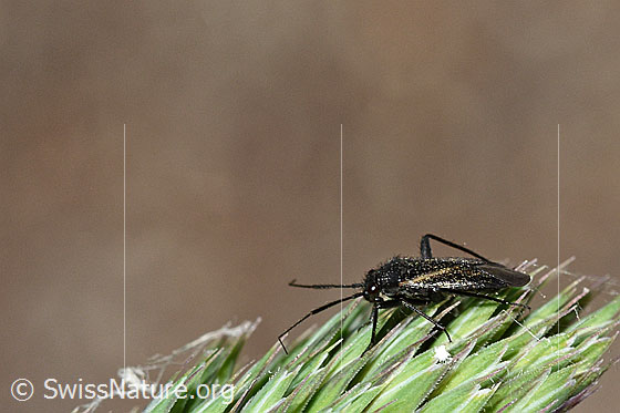 Orthocephalus coriaceus (Wanze)