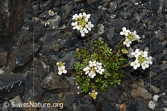 Foto: Alpen-Gämskresse (Pritzelago alpina). Ganze Pflanze (Habitus).