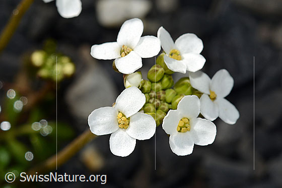 Foto: Alpen-Gämskresse (Pritzelago alpina). Blüten. Ansicht von oben.