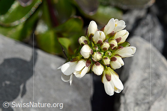 Photo: Arabis subcoriacea. Blossoms. View from above.
