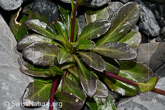 Foto: Bach-Gänsekresse (Arabis subcoriacea). Blätter.