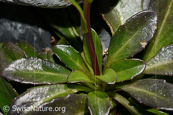 Photo: Arabis subcoriacea. Leaves and stem.