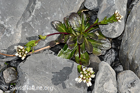 Foto: Bach-Gänsekresse (Arabis subcoriacea). Ganze Pflanze (Habitus).