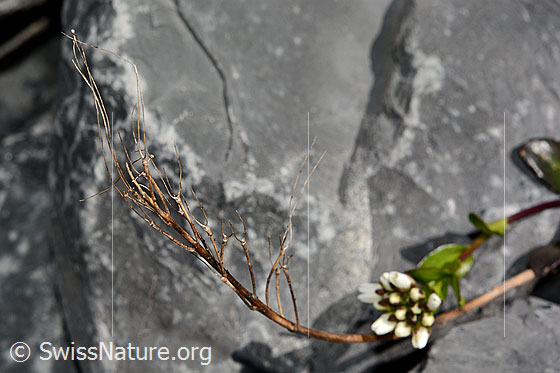 Foto: Bach-Gänsekresse (Arabis subcoriacea). Wahrscheinlich letztjährige Pflanze.