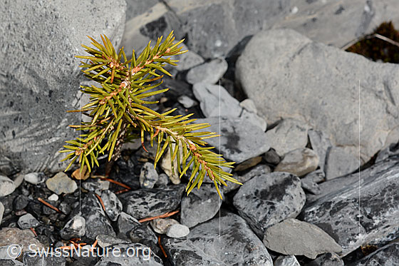 Foto: Tännchen (Picea abies). Ganze Pflanze (Habitus). Dieses Tännchen entdeckten wir in einem wenig bewachsenen Geschiebefächer.