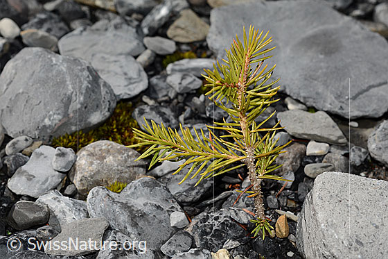 Foto: Gewöhnliche Fichte (Picea abies). Junges Exemplar.
