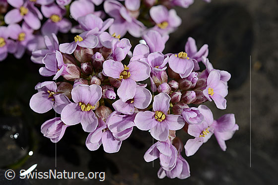 Foto: Kriechendes Täschelkraut (Thlaspi rotundifolium). Blüten.