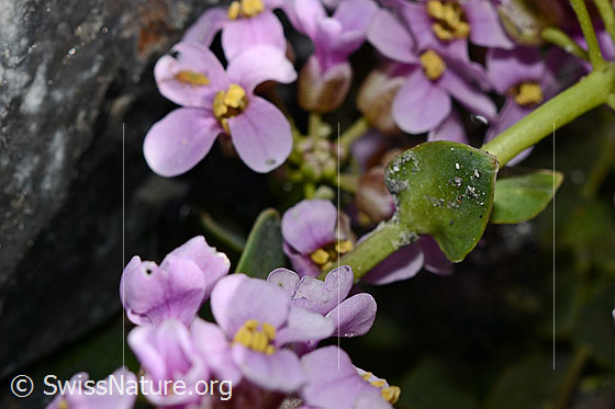 Foto: Kriechendes Täschelkraut (Thlaspi rotundifolium). Blatt.