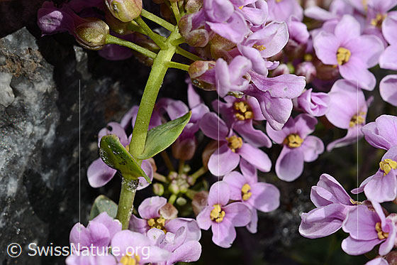 Foto: Kriechendes Täschelkraut (Thlaspi rotundifolium). Stängel, Blätter und Knospen.