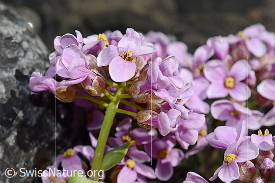 Foto: Kriechendes Täschelkraut (Thlaspi rotundifolium). Stängel und Kelche.