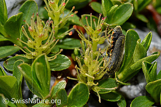 Foto: Wahrscheinlich Cantharis pagana (Weichkäfer) an Stumpfblättrige Weide (Salix retusa). Länge 6 - 8.5 mm. Ansicht von der Seite.