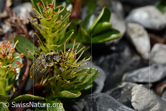 Foto: Wahrscheinlich Cantharis pagana (Weichkäfer) an Stumpfblättrige Weide (Salix retusa). Länge 6 - 8.5 mm. Ansicht von schräg vorne.