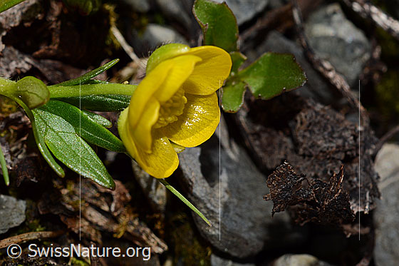 Photo: Ranunculus montanus. Stem and blossom. Ansicht schräg vorne.