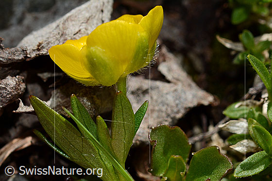 Photo: Ranunculus montanus. Blossom and stem. View from the side.