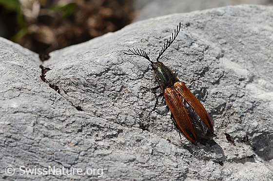 Photo: Ctenicera virens. Length 15 - 21mm. Male. View from diagonally above.