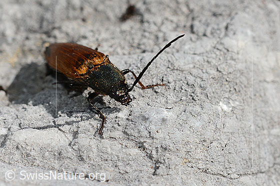 Foto: Ctenicera virens (Kammhorn-Schnellkäfer). Länge 15 - 21mm. Männchen. Ansicht von vorne.