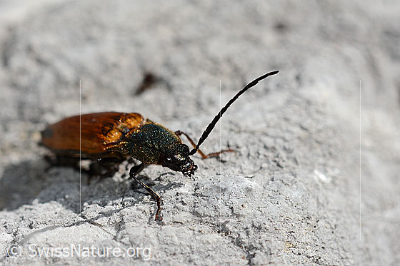 Foto: Ctenicera virens (Kammhorn-Schnellkäfer). Länge 15 - 21mm. Männchen. Ansicht von schräg vorne.