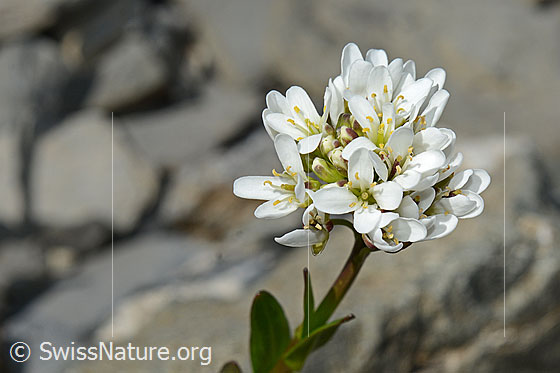 Bach-Gänsekresse (Arabis subcoriacea)