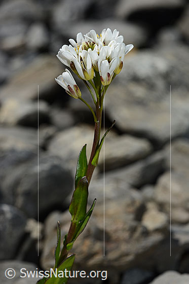 Photo: Arabis subcoriacea. Blossoms, stem leaves and stem. View from the side.