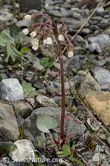 Foto: Alpen-Pestwurz (Petasites paradoxus). Ganze Pflanze (Habitus).