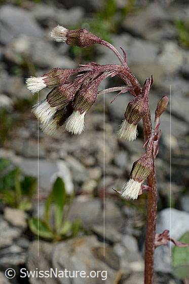 Foto: Alpen-Pestwurz (Petasites paradoxus). Blüten und Stängel.