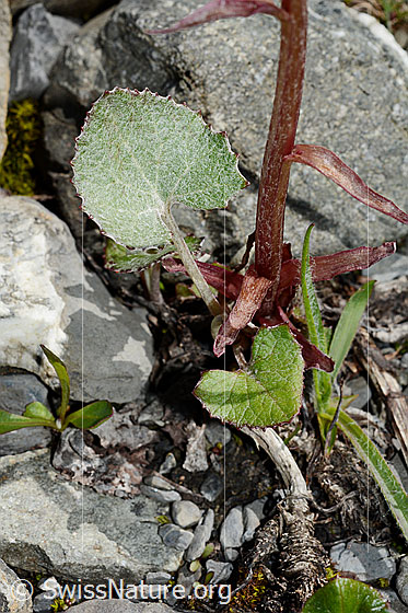 Foto: Alpen-Pestwurz (Petasites paradoxus). Blätter und Stängel.