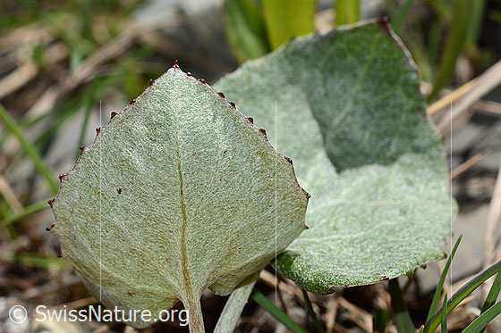 Foto: Alpen-Pestwurz (Petasites paradoxus). Blatt. Ansicht von unten.