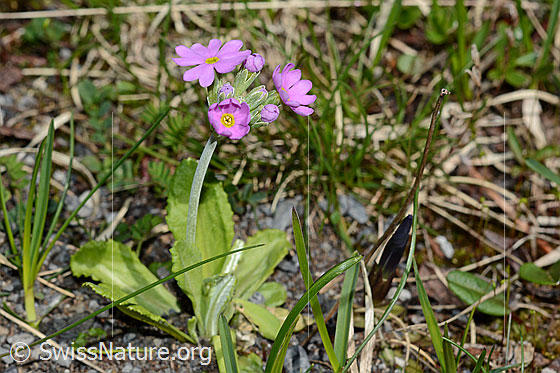 Photo: Primula farinosa. Whole plant (habiti)