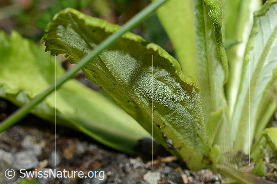 Photo: Primula farinosa. Underside of a leaf.