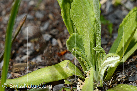Photo: Primula farinosa. Leaves and stem.