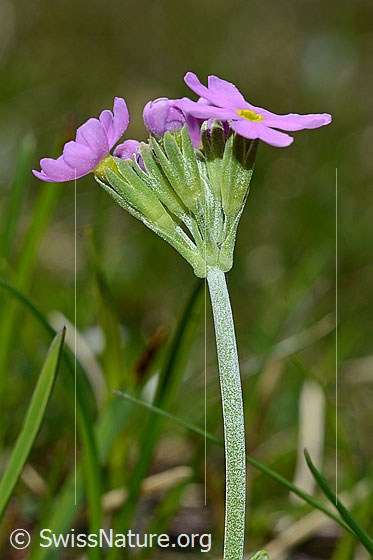 Photo: Primula farinosa. Stem and inflorescence from the side.