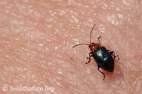 Foto: Wahrscheinlich Neocrepidodera basalis (Blattkäfer). Ansicht von hinten oben.