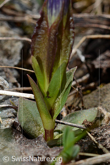 Foto: Frühlings-Enzian (Gentiana verna). Kelch, Stängel und Blätter.