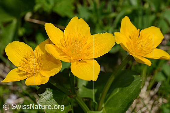 Foto: Sumpf-Dotterblume (Caltha palustris). Geöffnete Blüten.