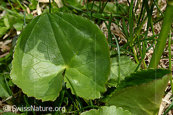 Foto: Sumpf-Dotterblume (Caltha palustris). Blatt von oben.