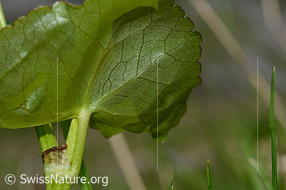 Foto: Sumpf-Dotterblume (Caltha palustris). Blatt von unten.