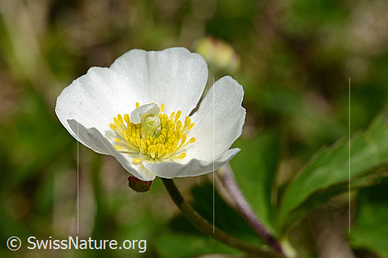 Foto: Eisenhutblättriger Hahnenfuss (Ranunculus aconitifolius). Blüte.