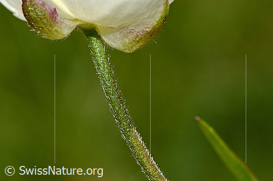 Photo: Ranunculus aconitifolius. Stem below the flower.