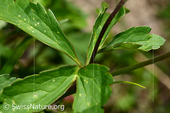 Photo: Ranunculus aconitifolius. Leaves and stem.
