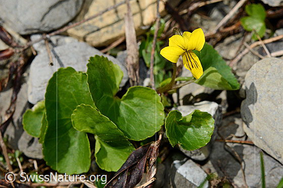 Foto: Gelbes Berg-Veilchen (Viola biflora). Ganze Pflanze (Habitus).