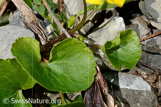Foto: Gelbes Berg-Veilchen (Viola biflora). Blätter und Stängel.