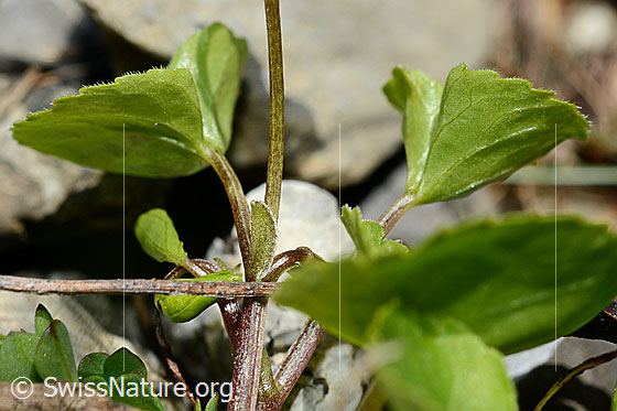 Foto: Gelbes Berg-Veilchen (Viola biflora). Blattunterseite und Stängel.