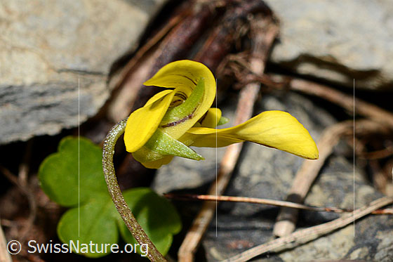 Foto: Gelbes Berg-Veilchen (Viola biflora). Blüte und Stängel. Ansicht von der Seite.