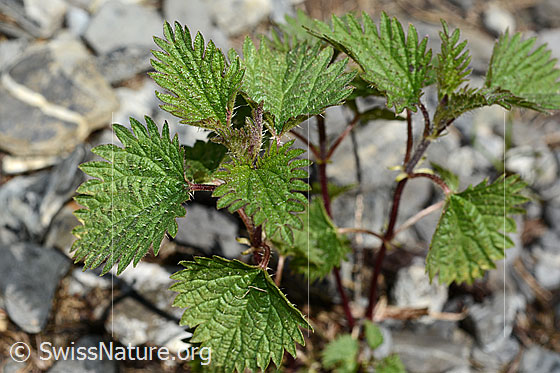 Foto: Kleine Brennnessel (Urtica urens). Ganze Pflanze (Habitus).
