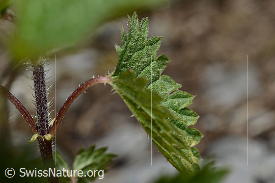 Foto: Kleine Brennnessel (Urtica urens). Blattunterseite und Stängel.