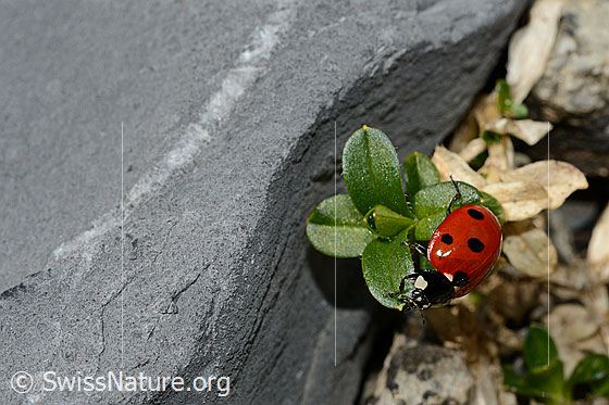 Foto: Siebenpunkt-Marienkäfer (Coccinella septempunctata). Länge 5.2 - 8mm. Ansicht von seitlich oben.