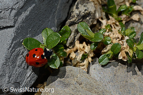 Photo: Coccinella septempunctata. Length 5.2 - 8mm. View from above.
