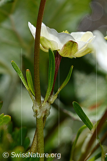 Foto: Alpen-Hahnenfuss (Ranunculus alpestris). Stängelblätter.