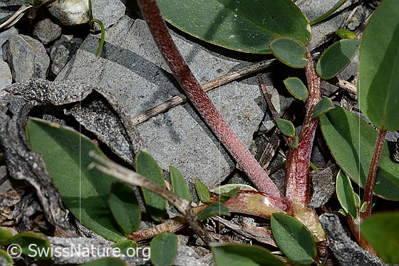 Photo: Anthyllis vulneraria ssp. Alpestris. Stem and leaves.
