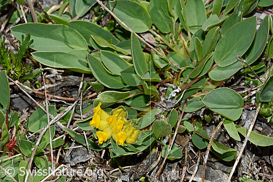 Photo: Anthyllis vulneraria ssp. Alpestris. Whole plant (habiti).